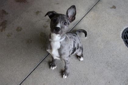 Bud, Adoptable, Young Male Catahoula Leopard Dog & Mixed Breed.
