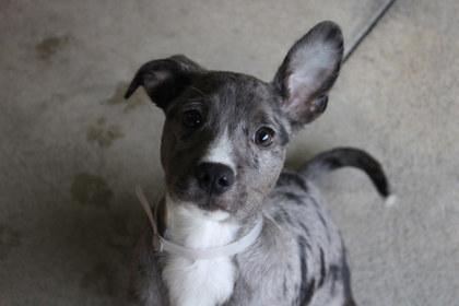 Enlarge Bud, a Adoptable mixed breed in Kansas City, MO image 2/2