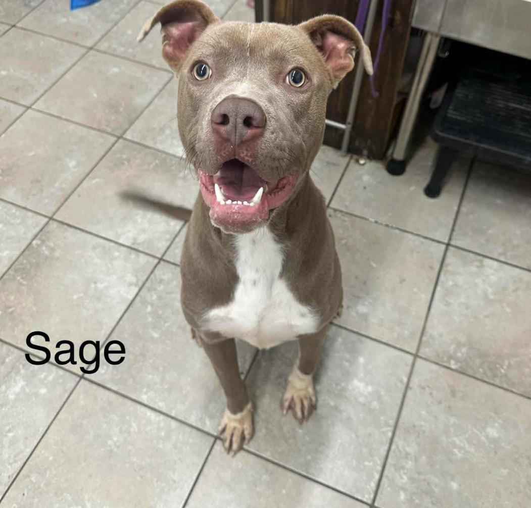 Enlarge Sage, a ADOPTABLE mixed breed in Springhill, LA image 1/1