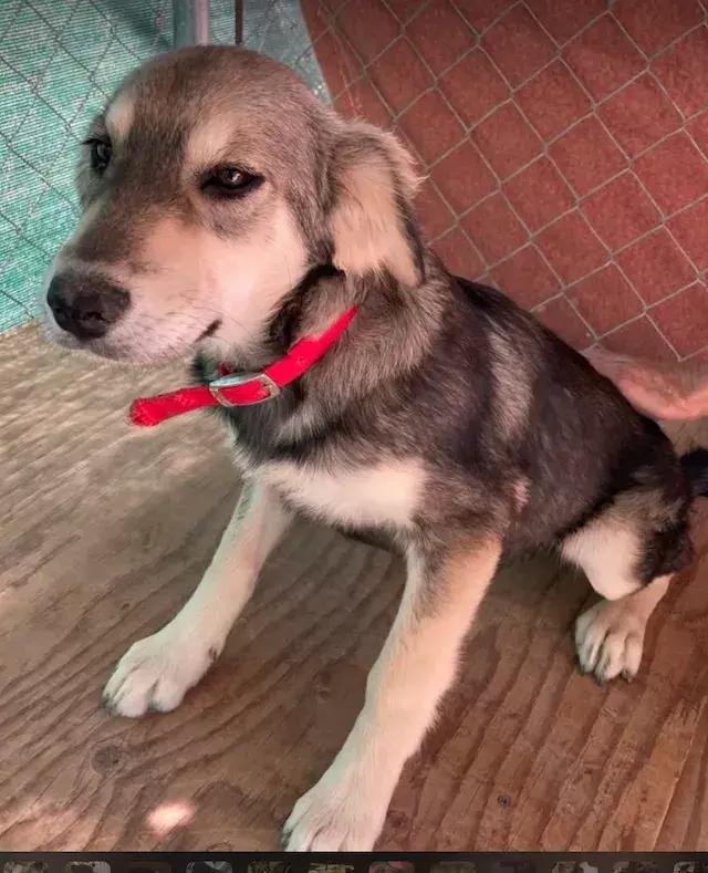 Angela, Adopted, Puppy Female Golden Retriever.