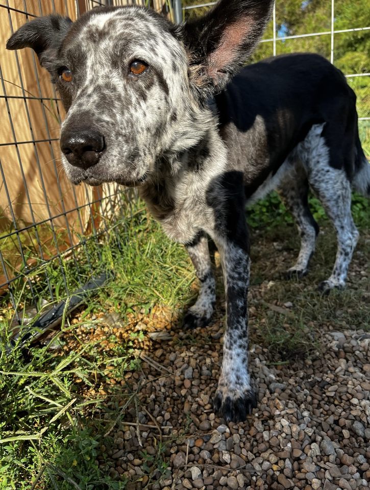 Enlarge Marley Mae, a Adoptable mixed breed in Memphis, TN image 8/12