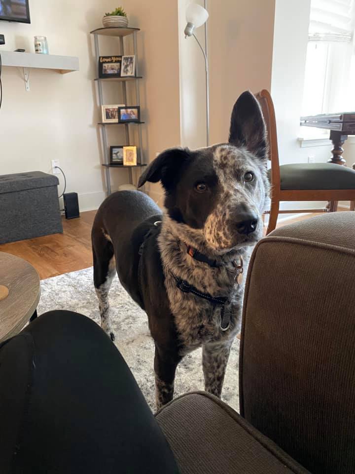 Enlarge Marley Mae, a Adoptable mixed breed in Memphis, TN image 10/12