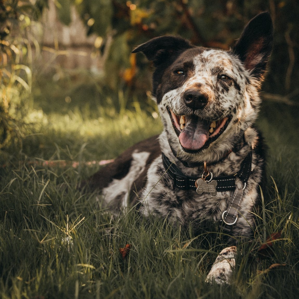 Enlarge Marley Mae, a Adoptable mixed breed in Memphis, TN image 1/12