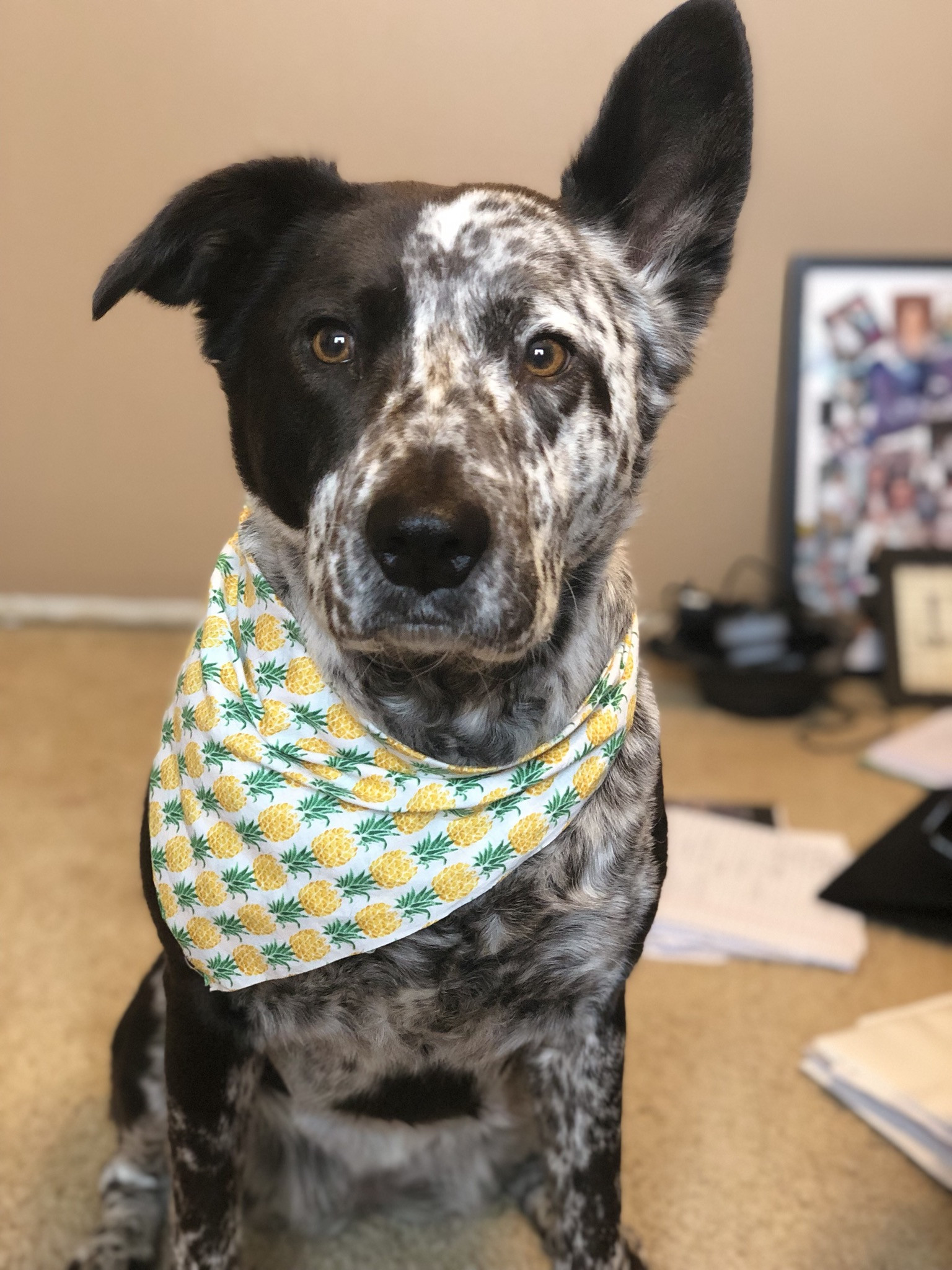 Enlarge Marley Mae, a Adoptable mixed breed in Memphis, TN image 11/12