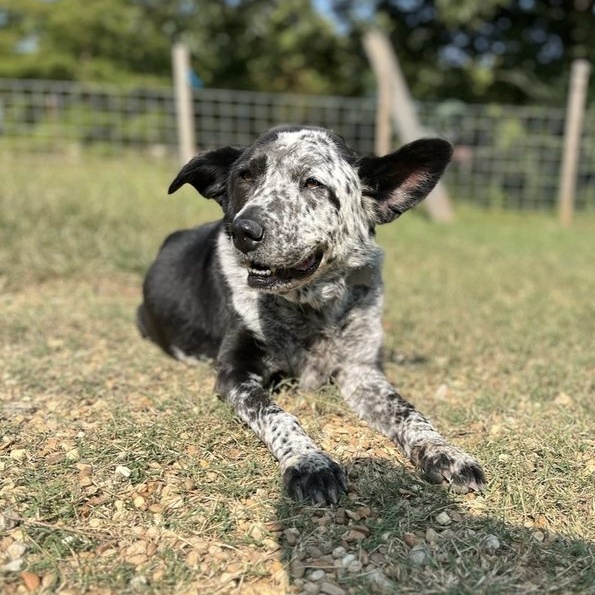 Enlarge Marley Mae, a Adoptable mixed breed in Memphis, TN image 9/12