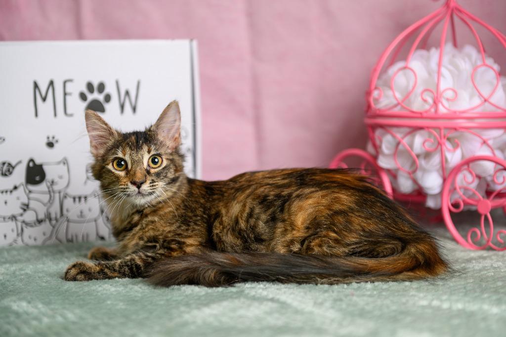 Raina, Adoptable, Kitten Female Domestic Long Hair.