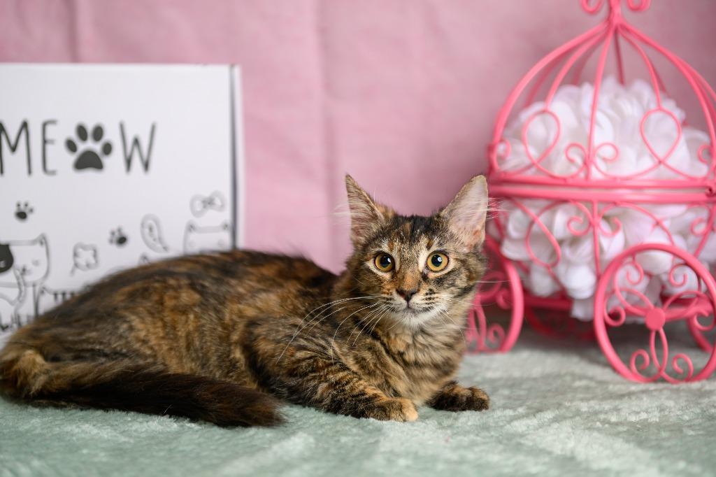 Enlarge Raina, a Adoptable mixed breed in Roanoke, TX image 2/3