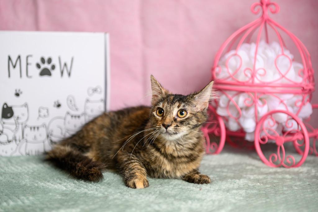 Enlarge Raina, a Adoptable mixed breed in Roanoke, TX image 3/3