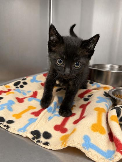 Enlarge Turtle, a Adoptable mixed breed in Covington, LA image 1/1