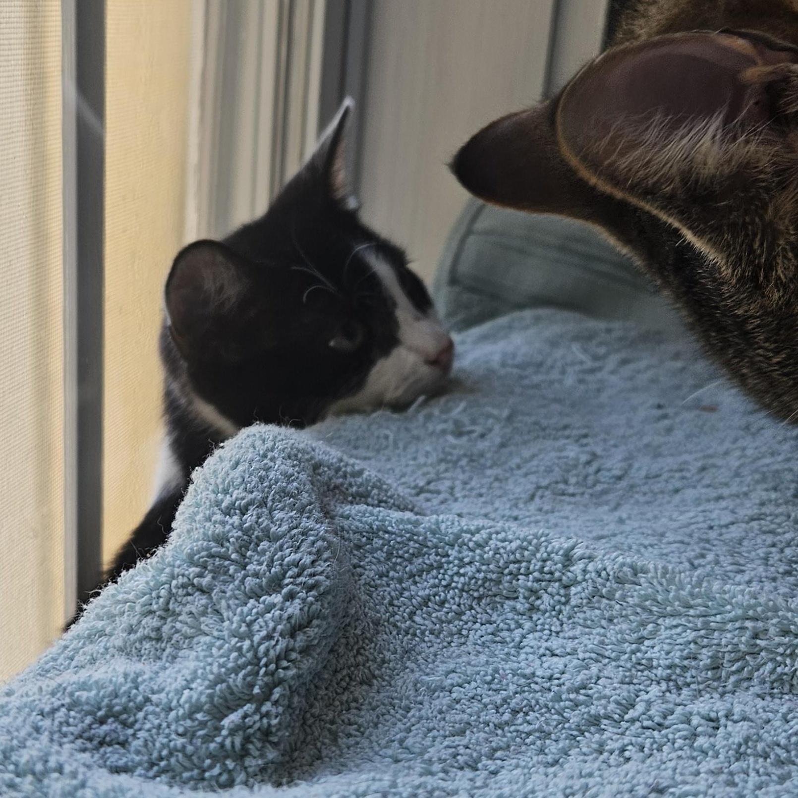 Enlarge Rose, a ADOPTABLE Domestic Short Hair in Wilmington, NC image 4/6