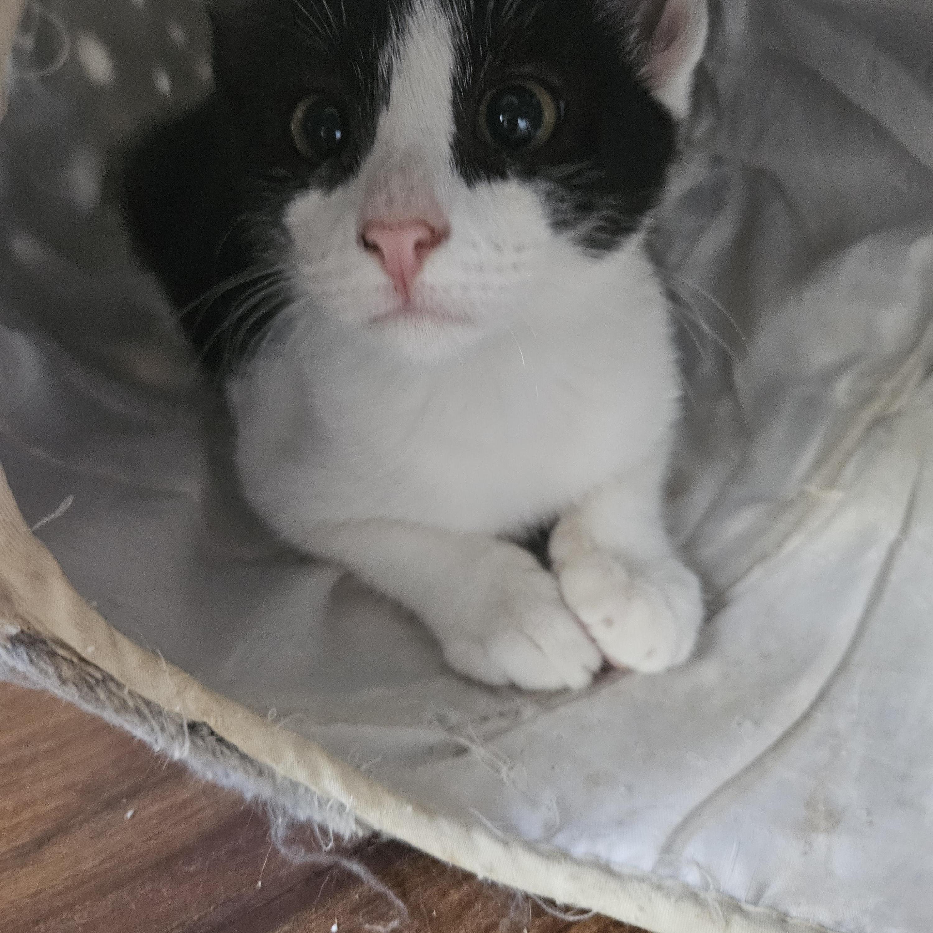 Enlarge Rose, a ADOPTABLE Domestic Short Hair in Wilmington, NC image 5/6