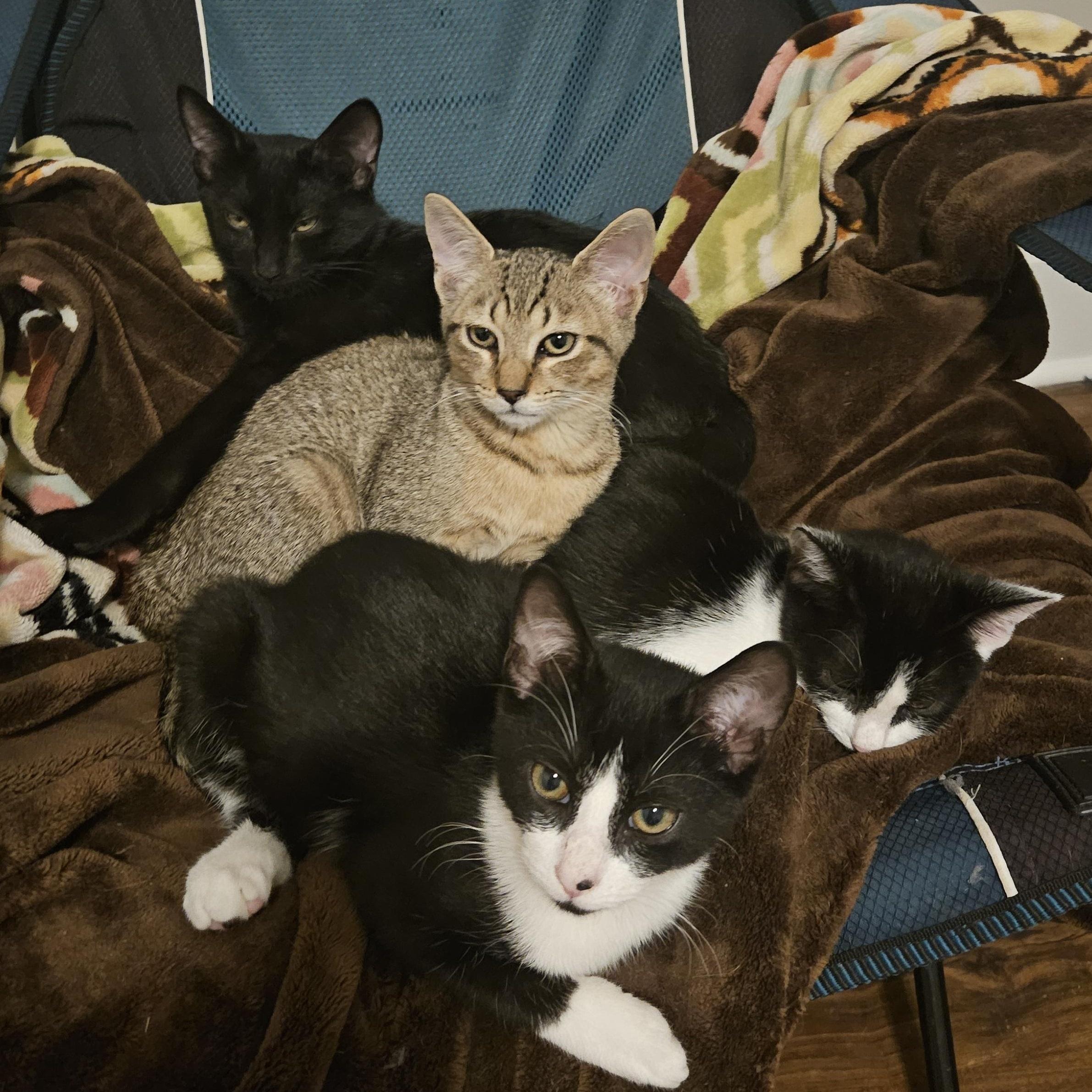 Enlarge Rose, a ADOPTABLE Domestic Short Hair in Wilmington, NC image 2/6