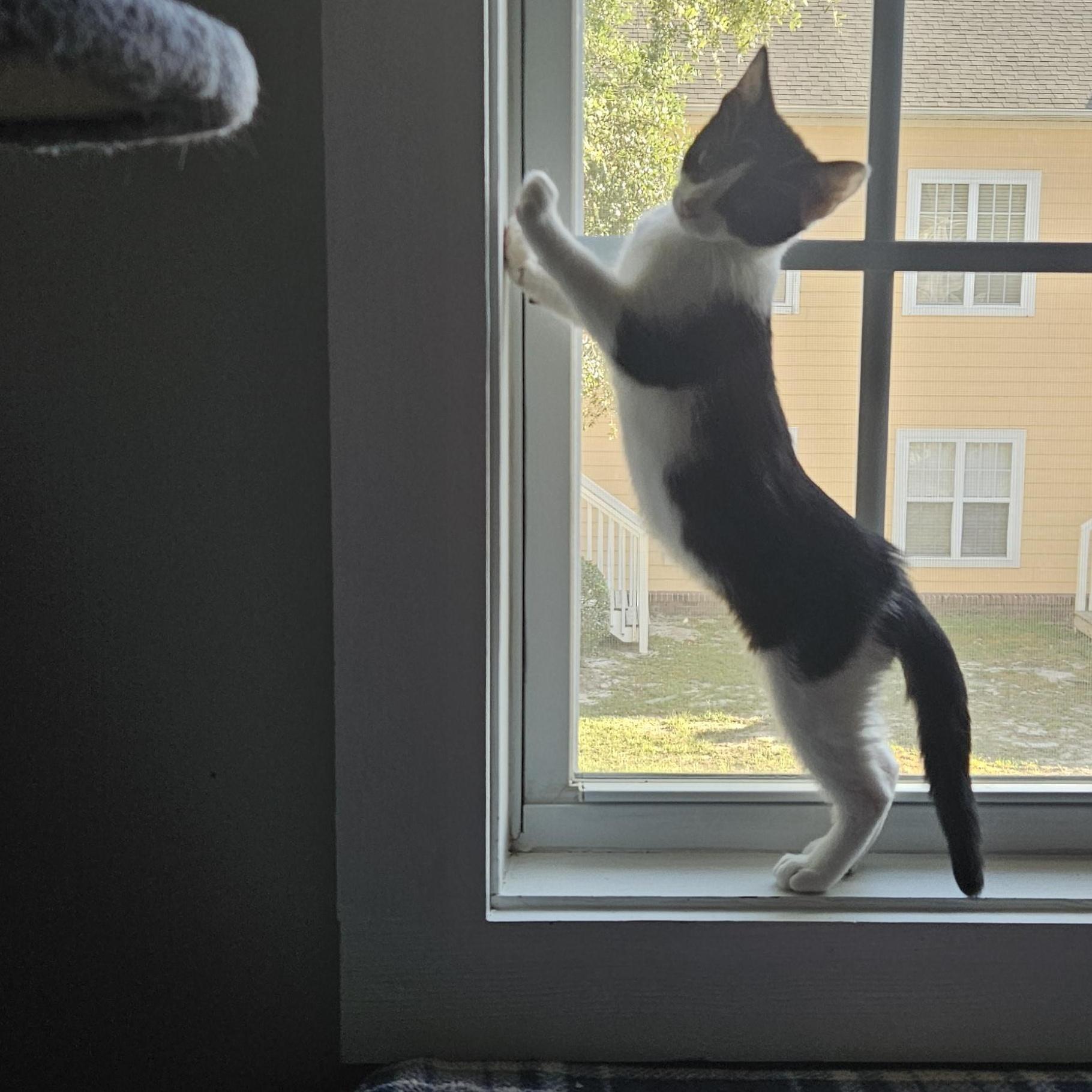 Rose, ADOPTABLE, Kitten Female Domestic Short Hair.
