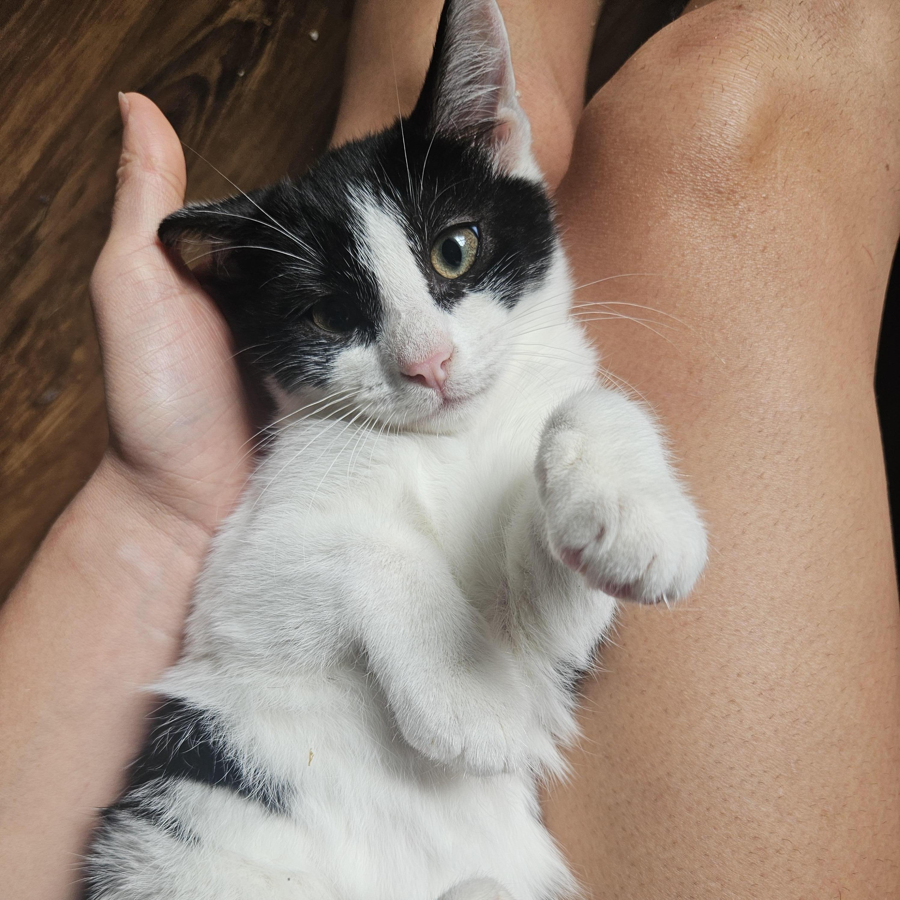 Enlarge Rose, a ADOPTABLE Domestic Short Hair in Wilmington, NC image 3/6