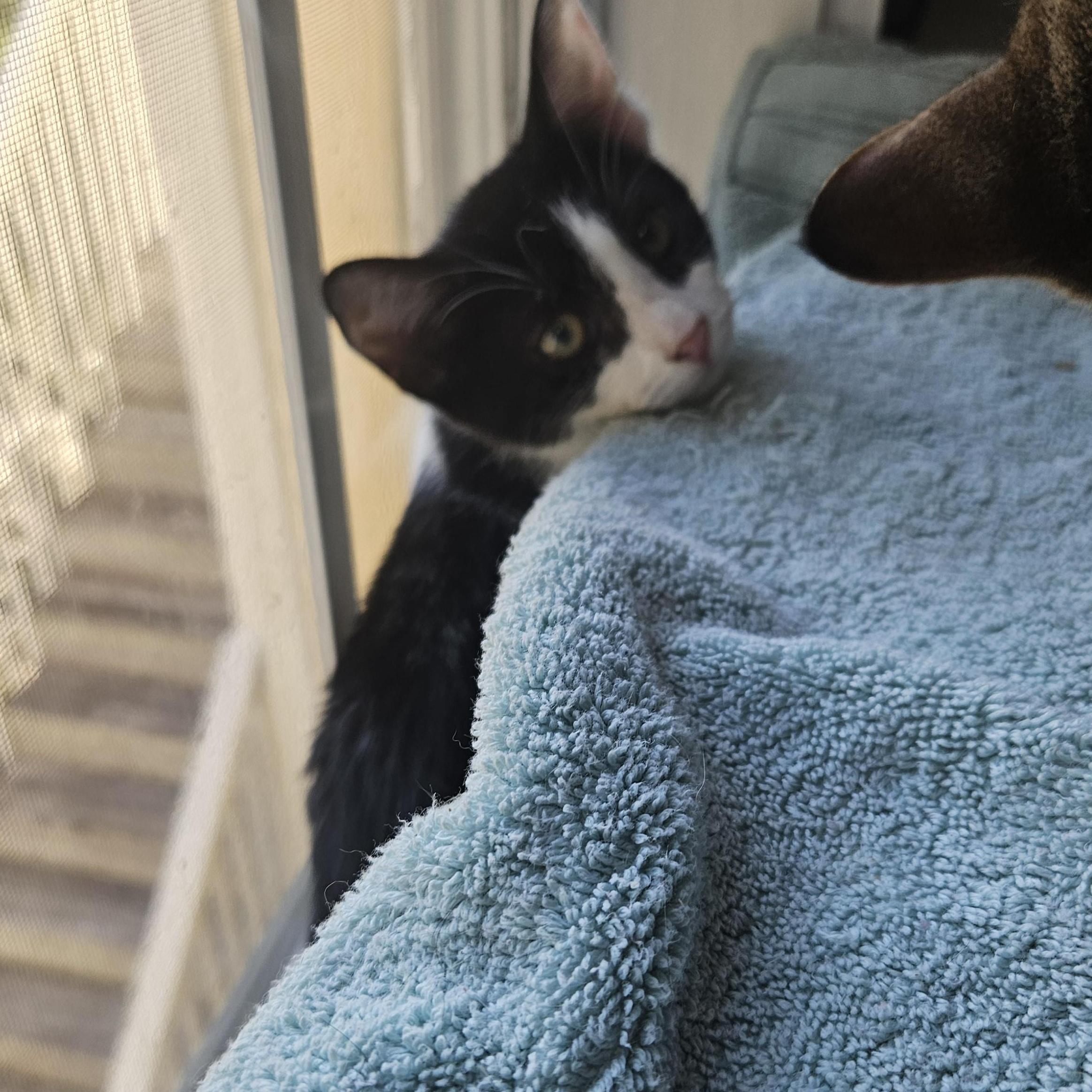 Enlarge Rose, a ADOPTABLE Domestic Short Hair in Wilmington, NC image 6/6