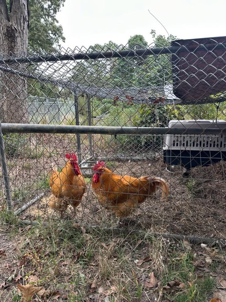Polaris, a Adoptable Pig in Gloucester, VA image 5/6
