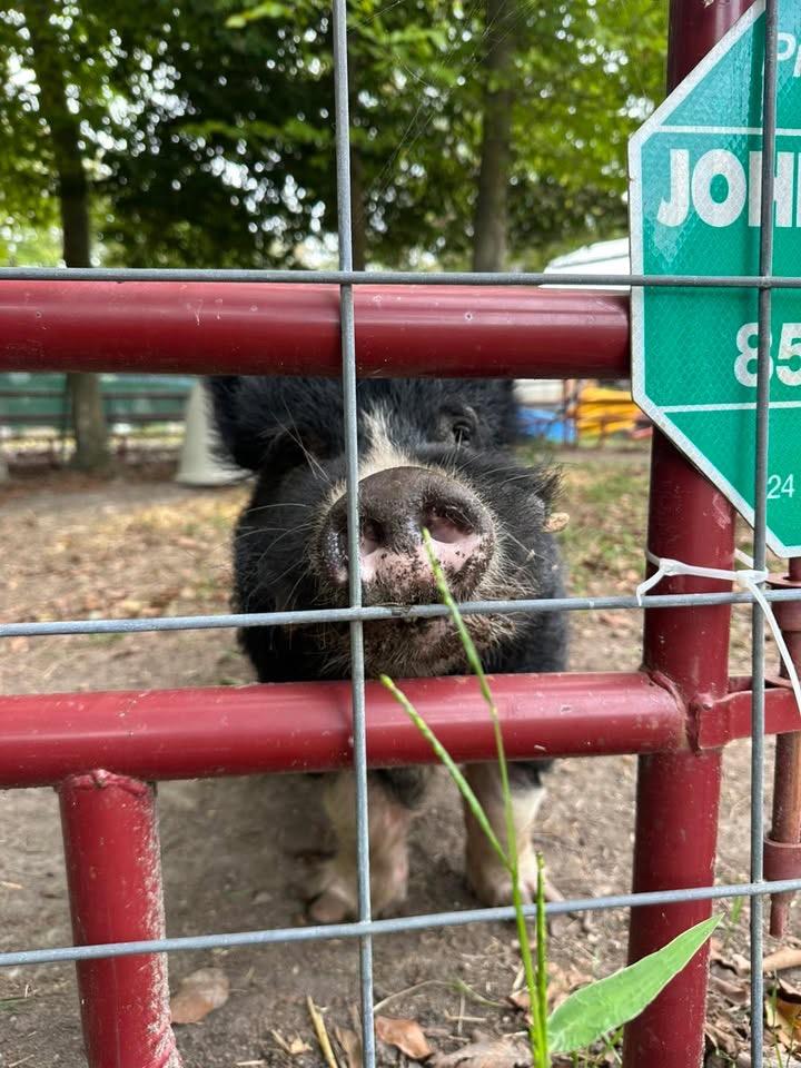 Polaris, a Adoptable Pig in Gloucester, VA image 1/6