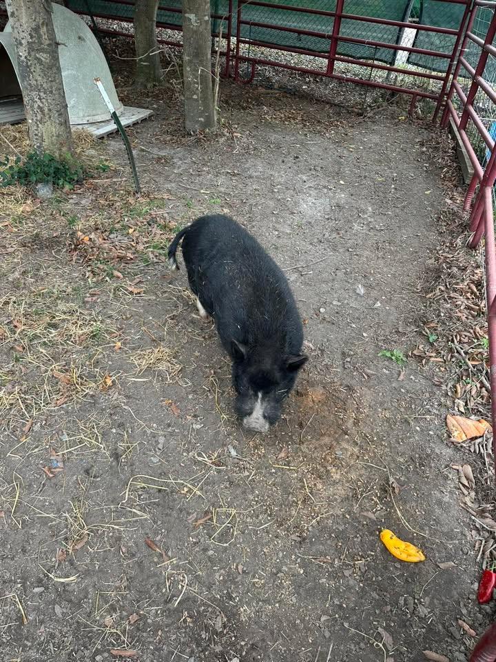Polaris, a Adoptable Pig in Gloucester, VA image 2/6