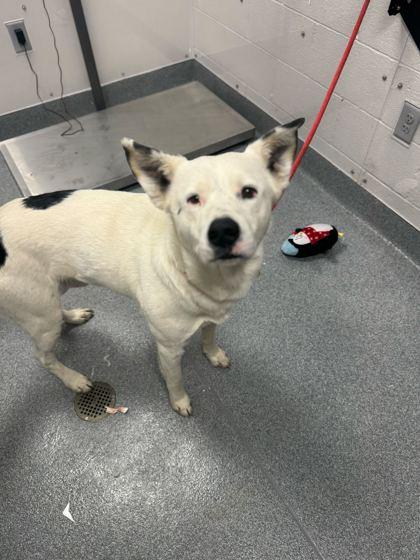 Flapjack, Adoptable, Adult Male Mixed Breed & Mixed Breed.
