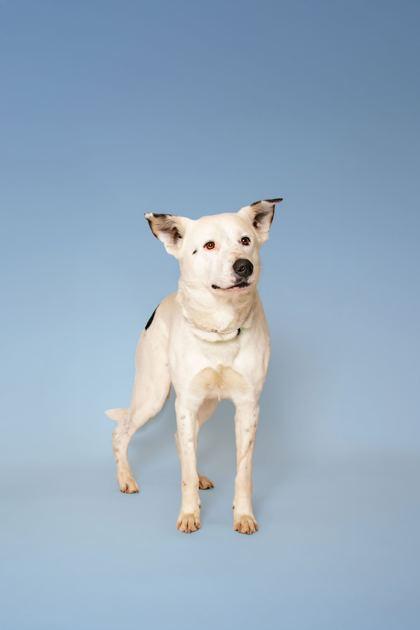 Enlarge Flapjack, a Adoptable mixed breed in Sevierville, TN image 2/3