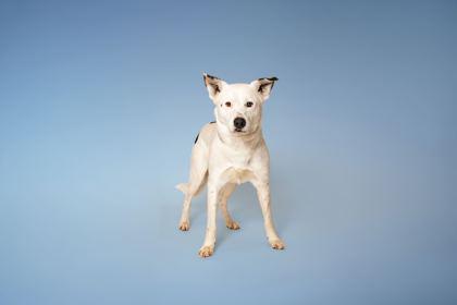 Enlarge Flapjack, a Adoptable mixed breed in Sevierville, TN image 3/3