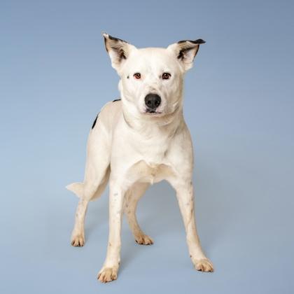 Enlarge Flapjack, a Adoptable mixed breed in Sevierville, TN image 2/3