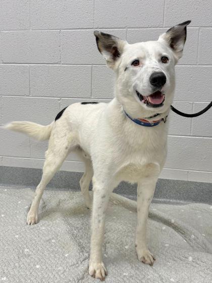 Enlarge Flapjack, a Adoptable mixed breed in Sevierville, TN image 3/3