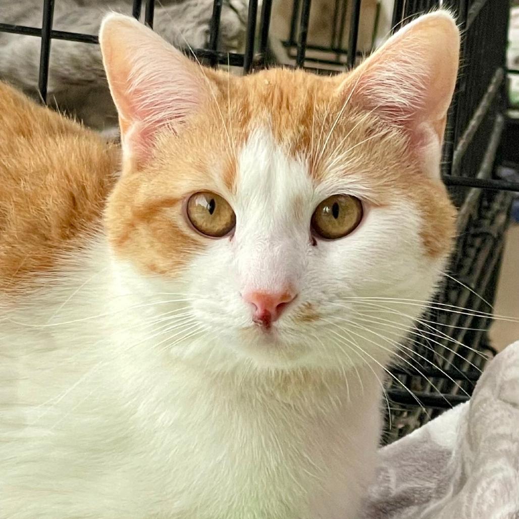 Megladon, Adoptable, Adult Male Domestic Short Hair.