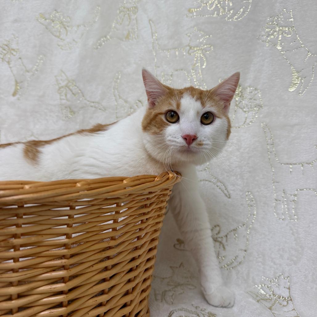 Megladon, a Adoptable Domestic Short Hair in Deerfield, IL image 2/2