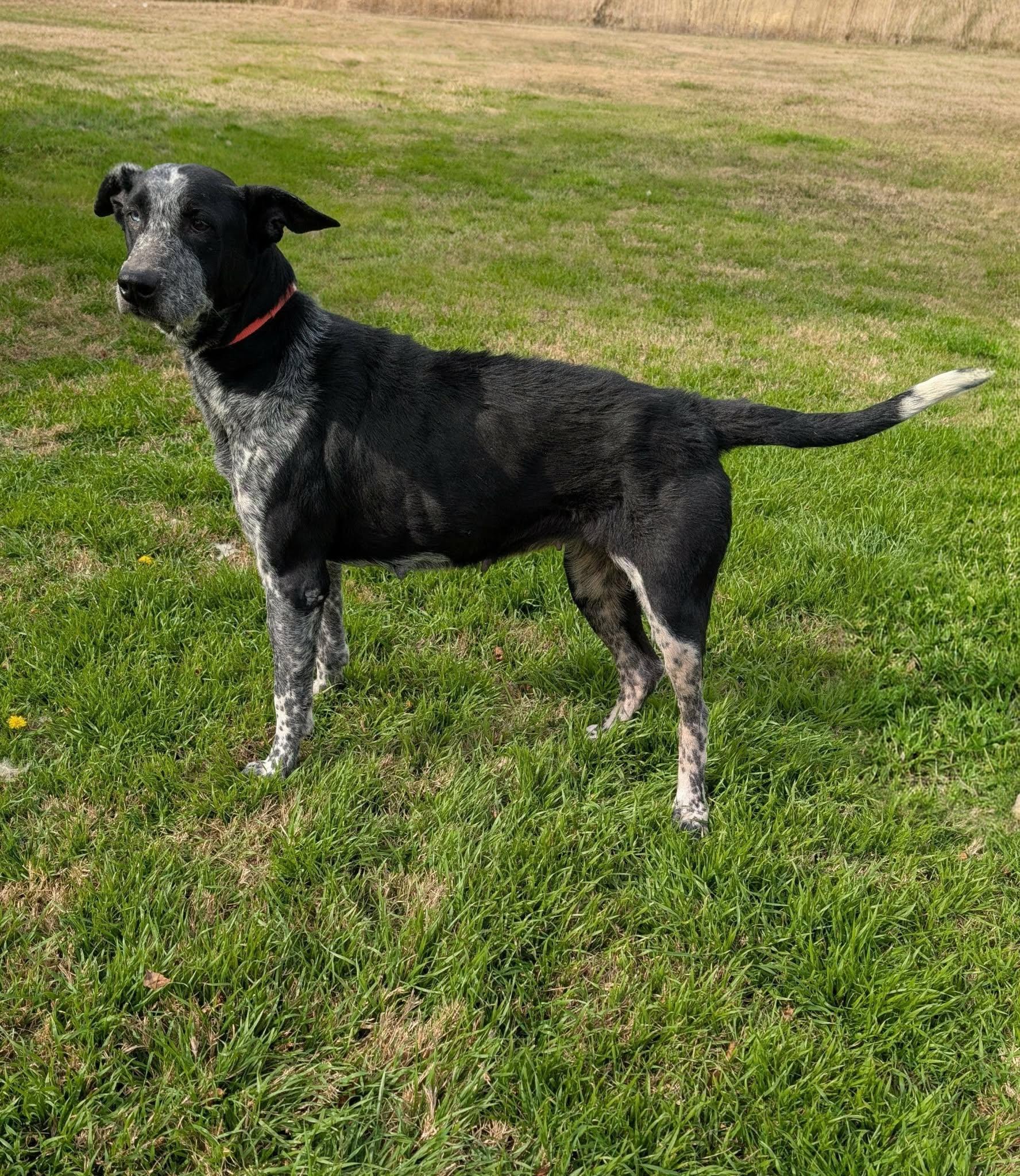 Ruth , ADOPTABLE, Adult Female Labrador Retriever.