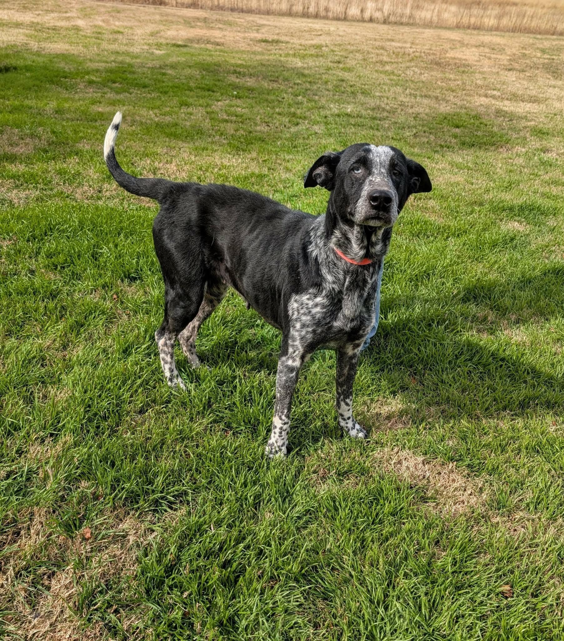 Enlarge Ruth , a ADOPTABLE mixed breed in Cleburne, TX image 2/2