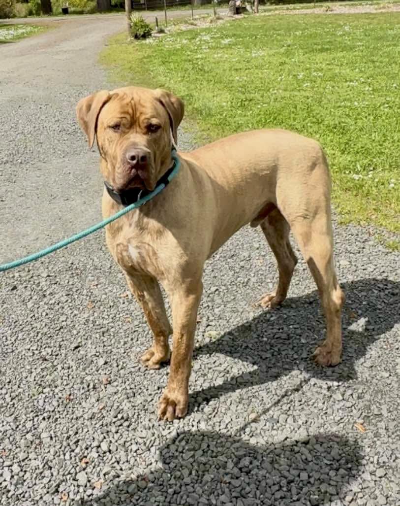 Tug, a Adoptable mixed breed in Roseburg, OR image 1/6