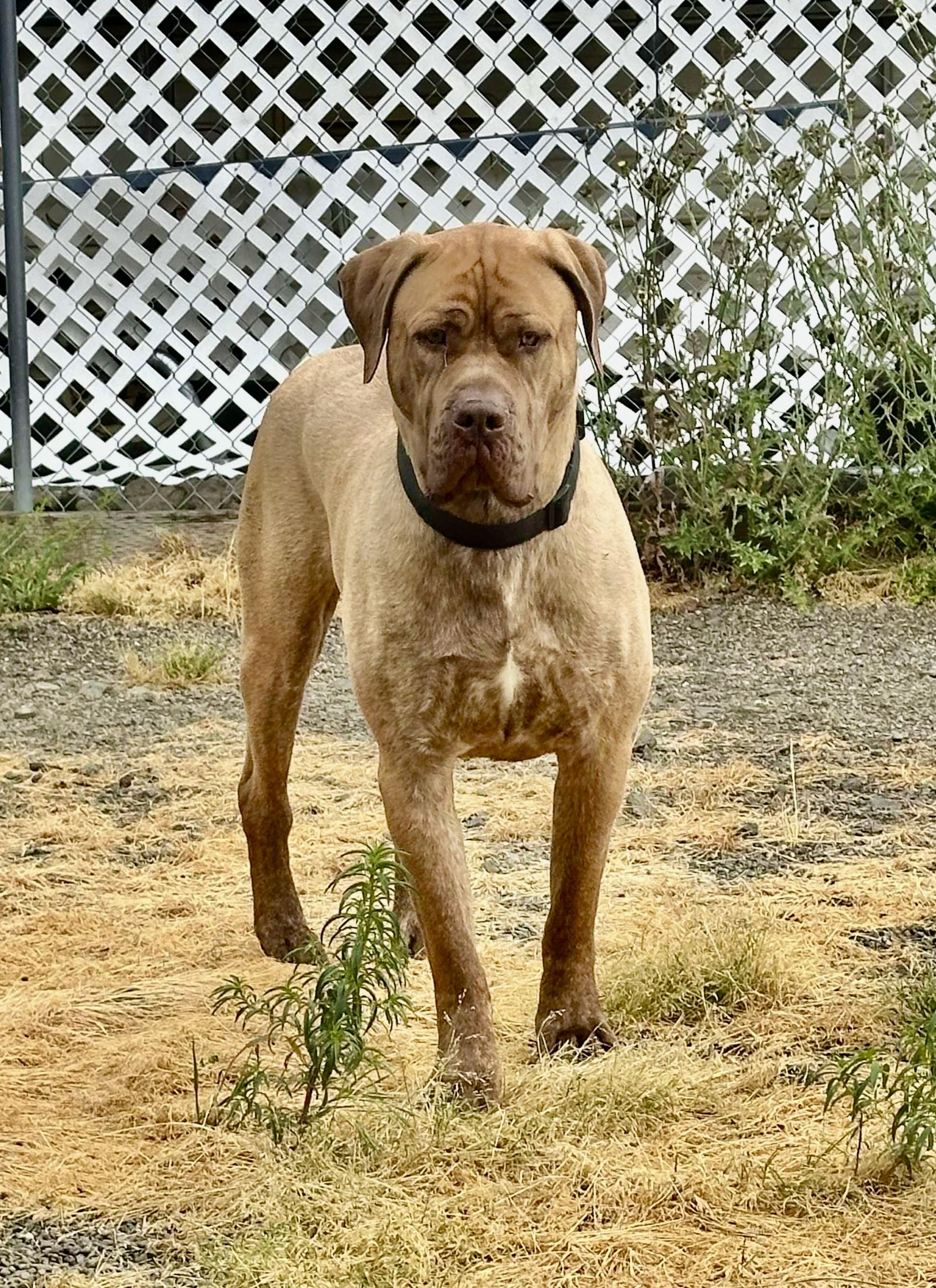 Tug, a Adoptable mixed breed in Roseburg, OR image 2/6