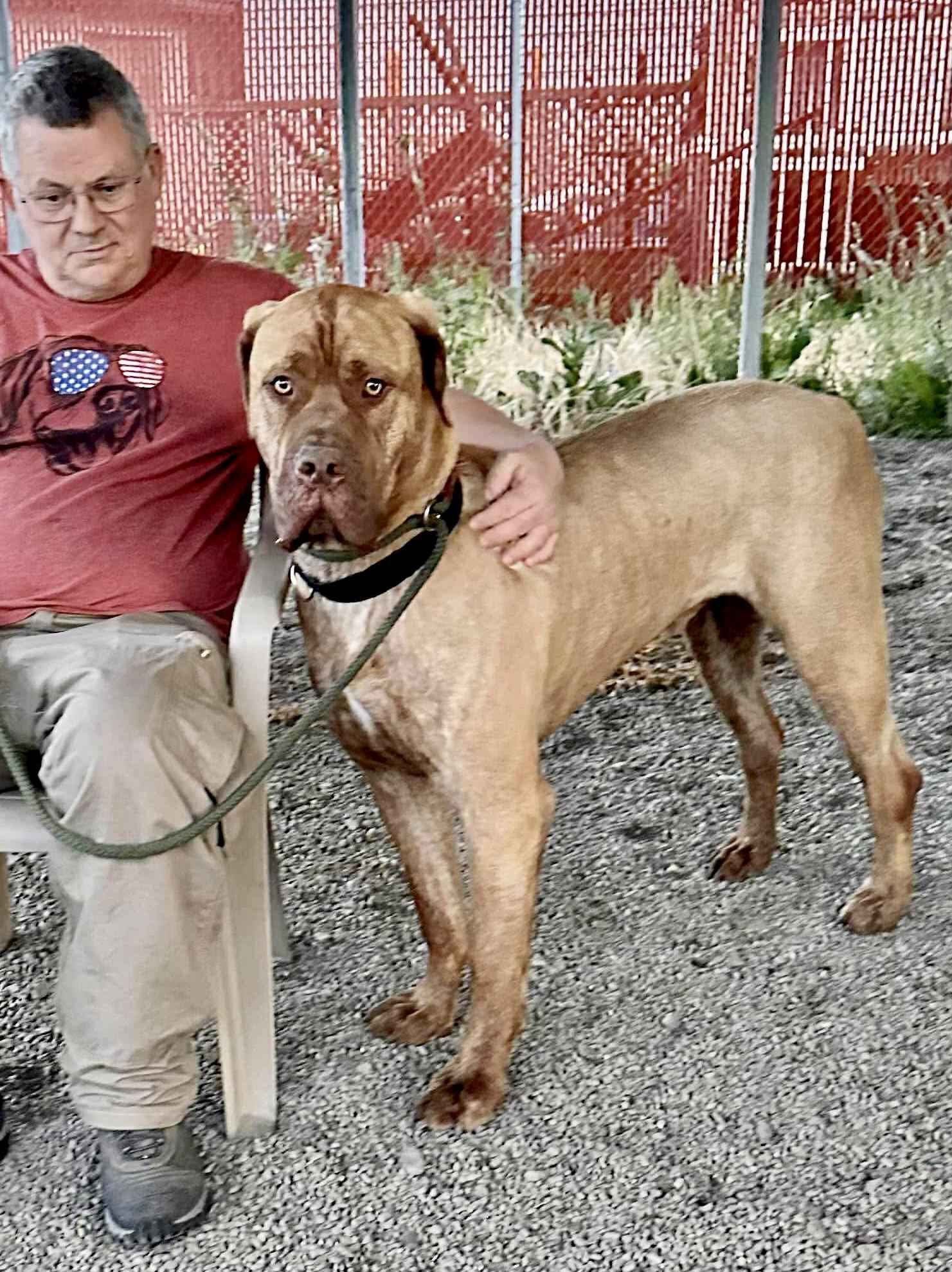 Tug, a Adoptable mixed breed in Roseburg, OR image 3/6