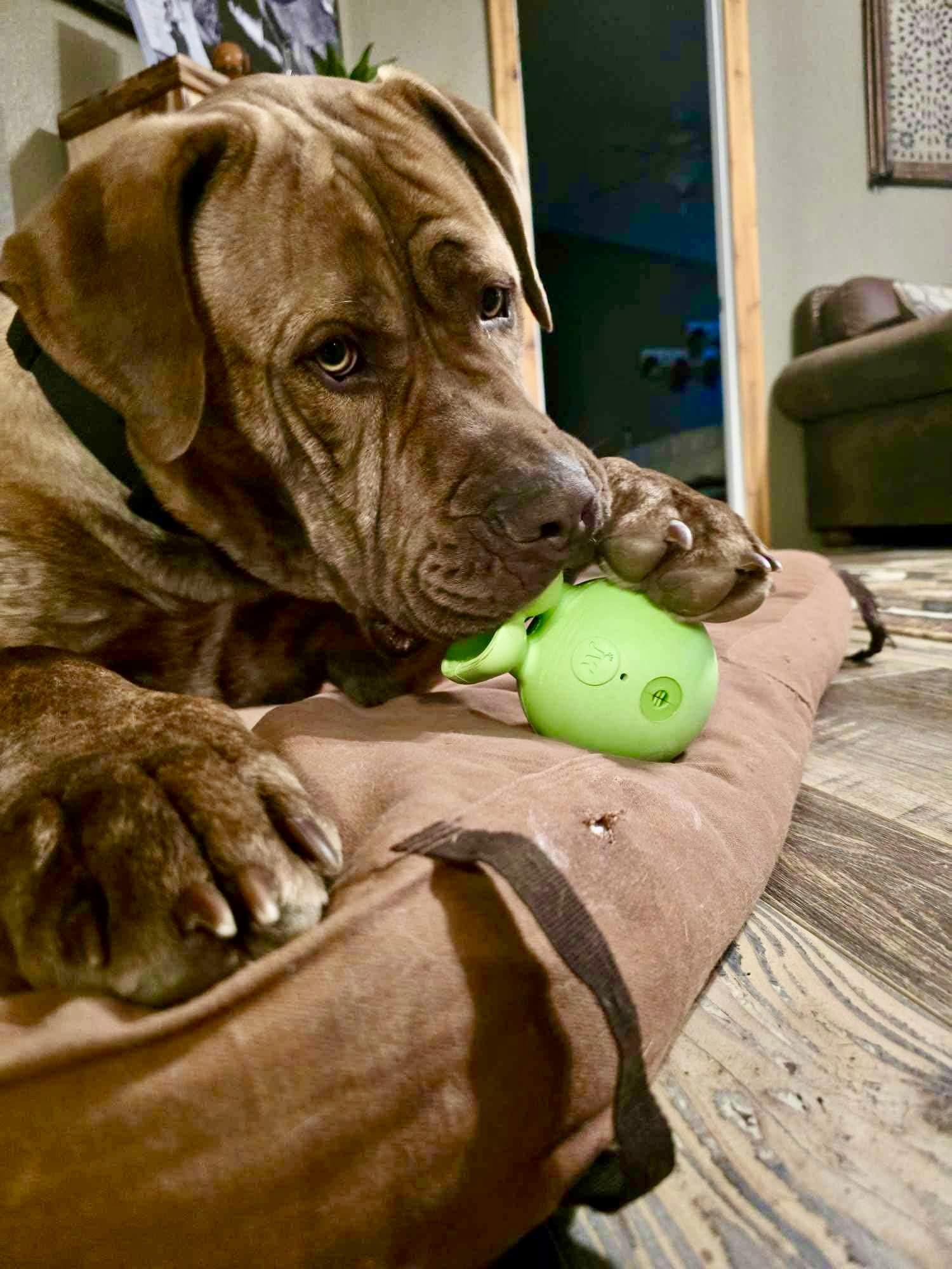 Tug, a Adoptable mixed breed in Roseburg, OR image 4/6