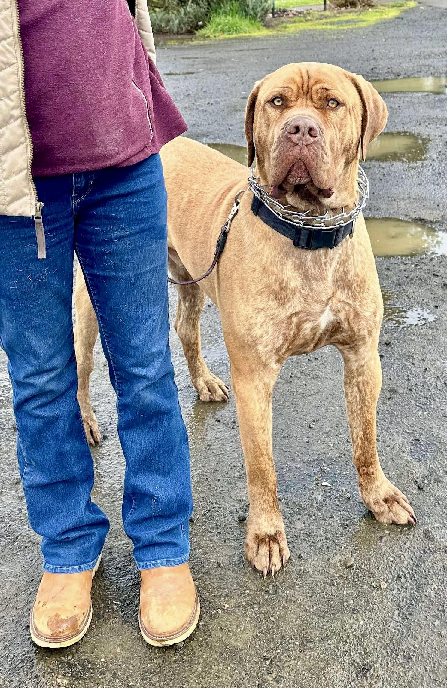 Tug, a Adoptable mixed breed in Roseburg, OR image 5/6