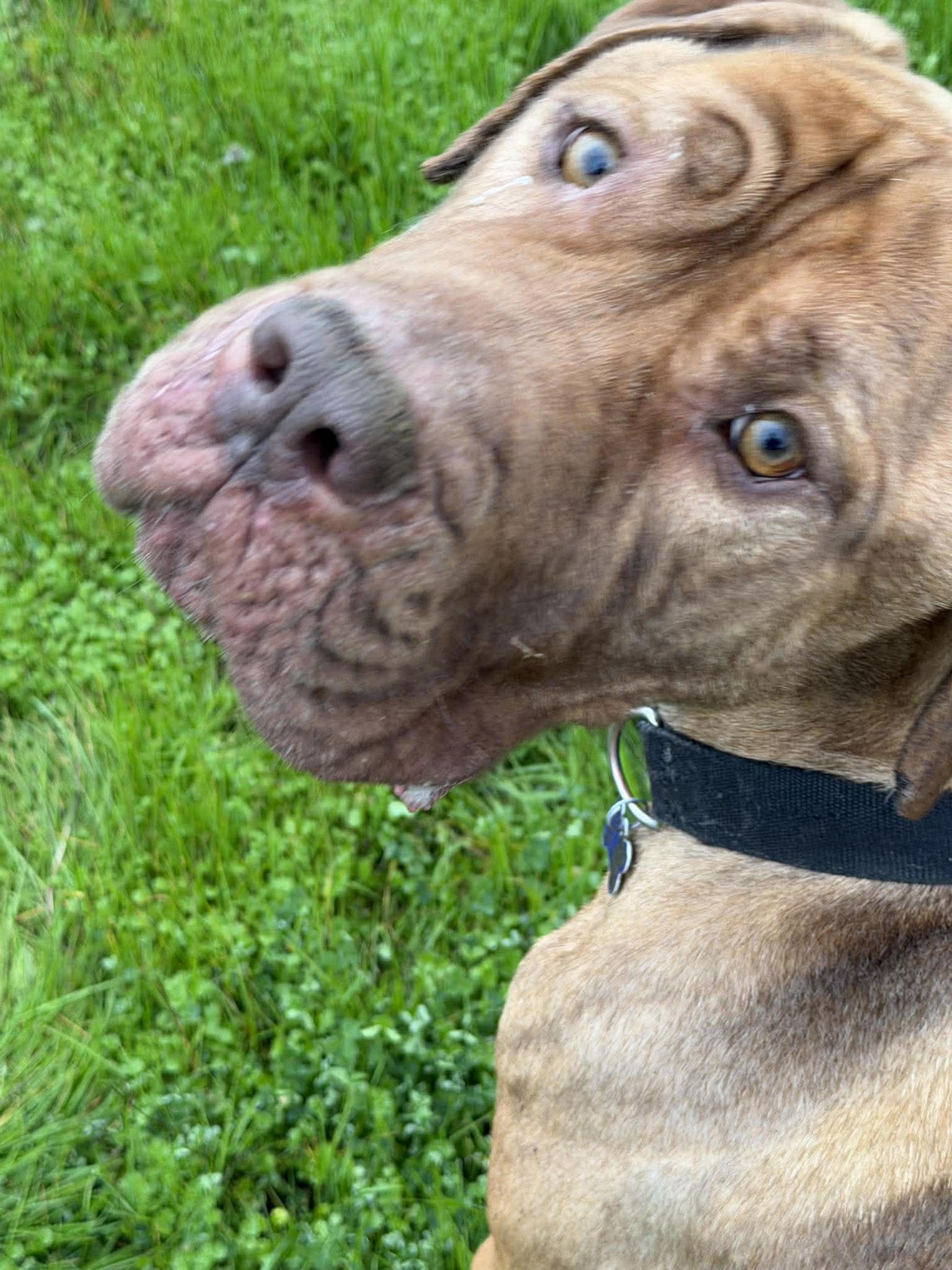 Tug, Adoptable, Young Male Mastiff & Great Dane.