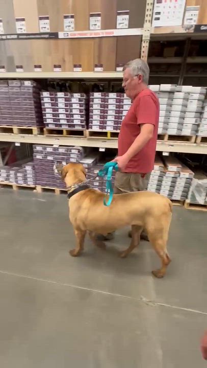 Enlarge Tug, a Adoptable mixed breed in Roseburg, OR video 6/6