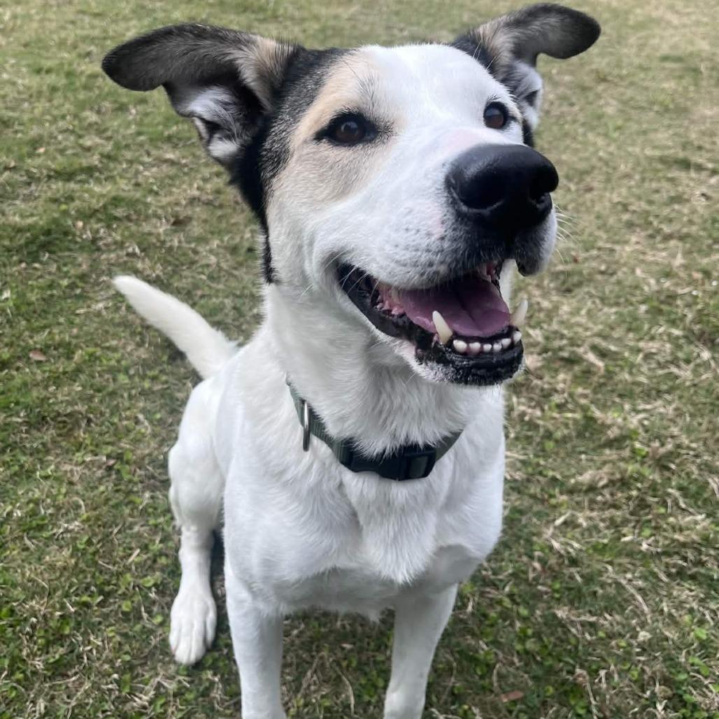 Loki, Adoptable, Adult Male Husky.