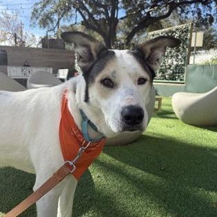 Enlarge Loki, a Adoptable mixed breed in Beaumont, TX image 2/6