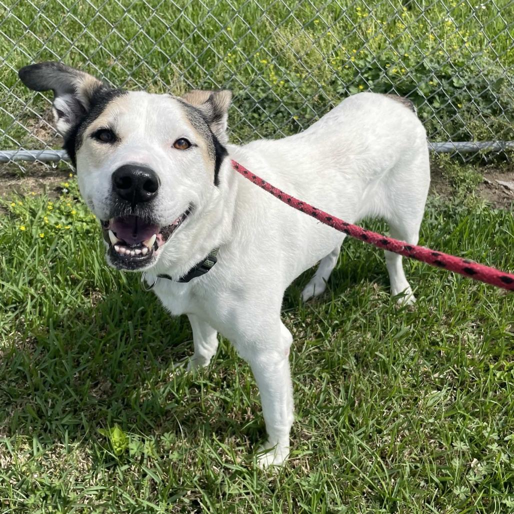 Enlarge Loki, a Adoptable mixed breed in Beaumont, TX image 3/6