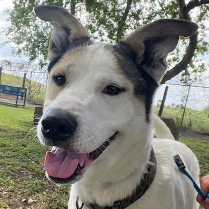 Enlarge Loki, a Adoptable mixed breed in Beaumont, TX image 4/6