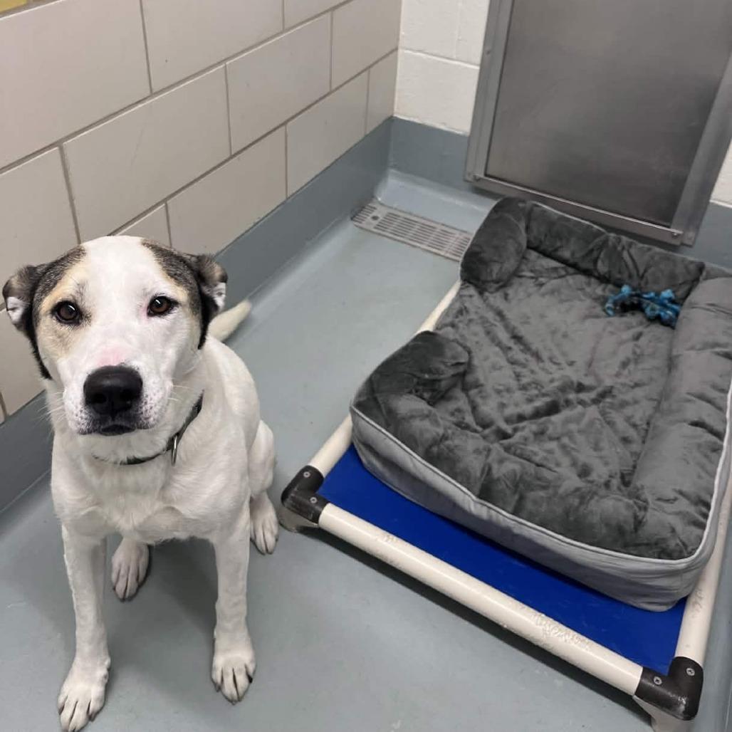 Enlarge Loki, a Adoptable mixed breed in Beaumont, TX image 5/6