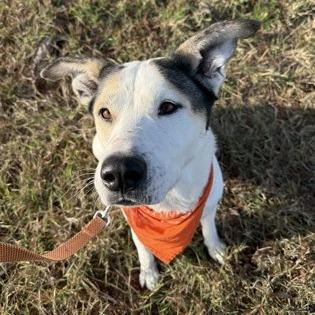 Enlarge Loki, a Adoptable mixed breed in Beaumont, TX image 6/6