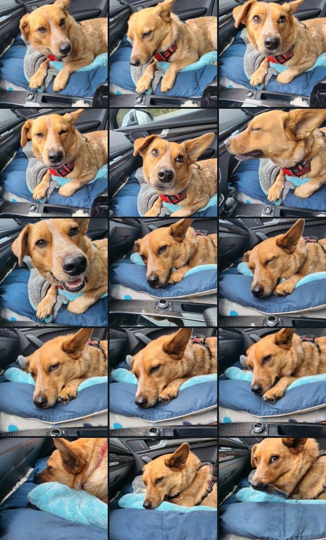 XANTHI, an adoptable Cattle Dog in Auburn, WA, 98092 | Photo Image 1