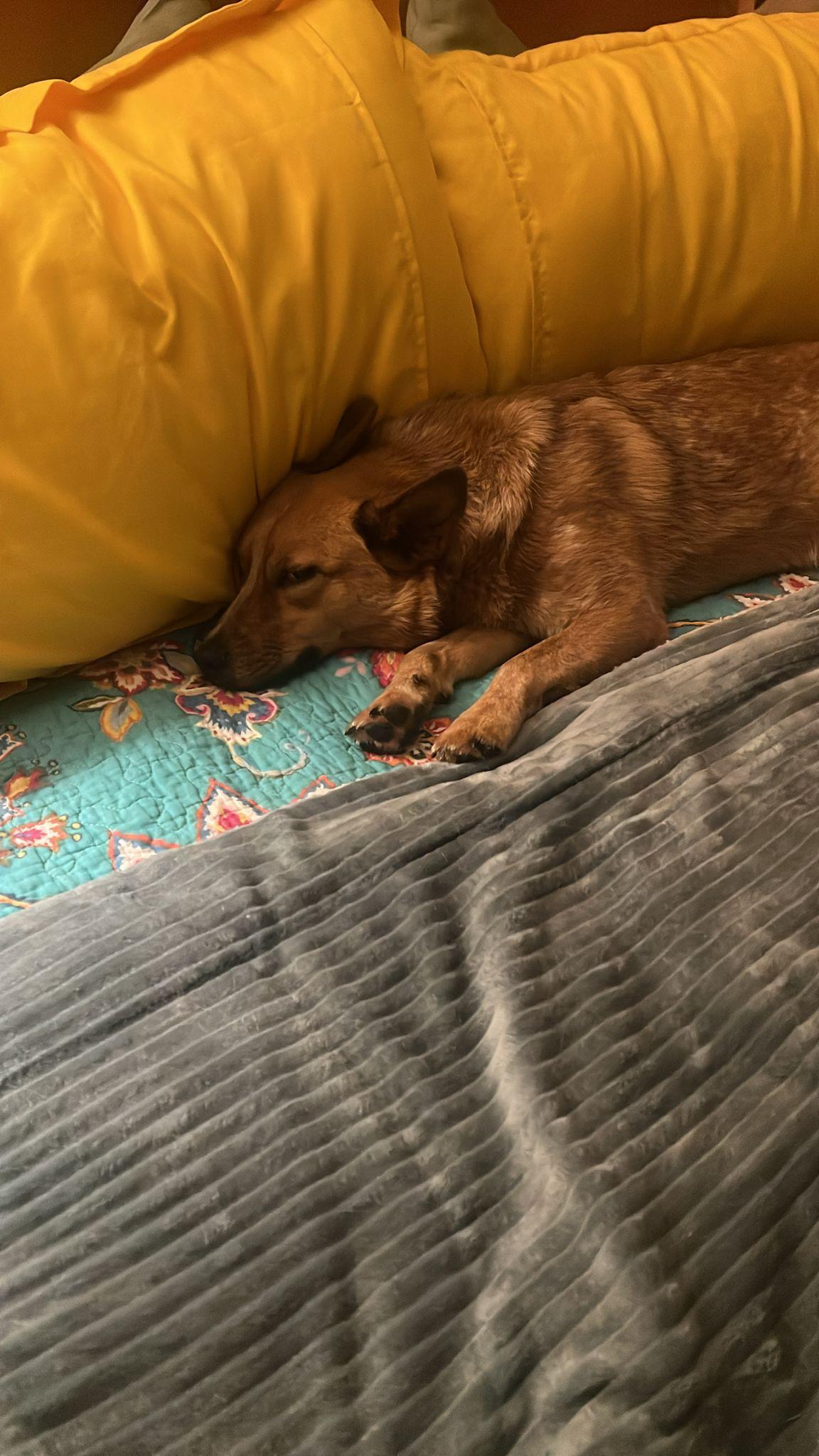 XANTHI, an adoptable Cattle Dog in Auburn, WA, 98092 | Photo Image 6