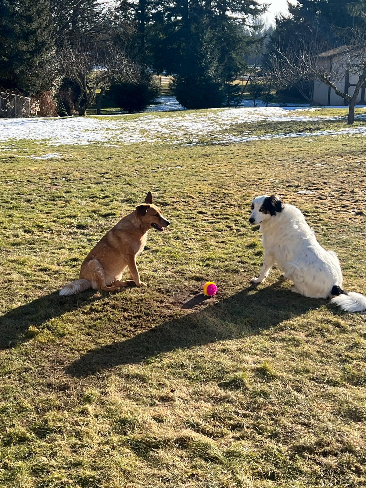 XANTHI, an adoptable Cattle Dog in Auburn, WA, 98092 | Photo Image 3
