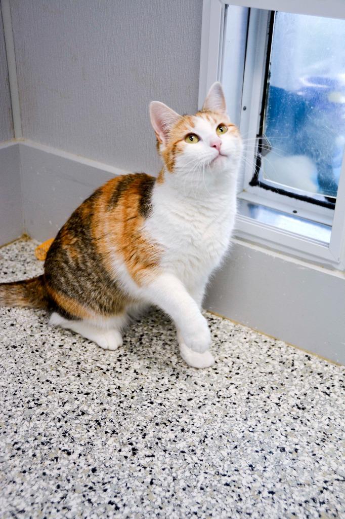 CiCi, Adoptable, Young Female Calico.