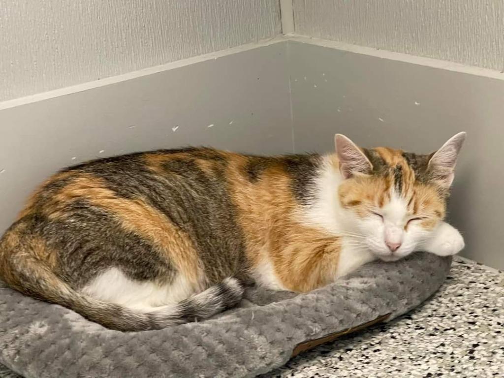 CiCi, a Adoptable Calico in New Bern, NC image 2/3