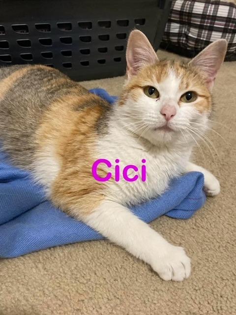CiCi, a Adoptable Calico in New Bern, NC image 3/3